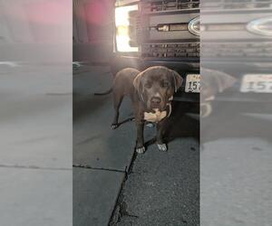 Mutt Dogs for adoption in Bakersfield, CA, USA