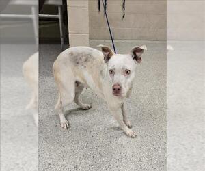 American Staffordshire Terrier-Unknown Mix Dogs for adoption in Conroe, TX, USA