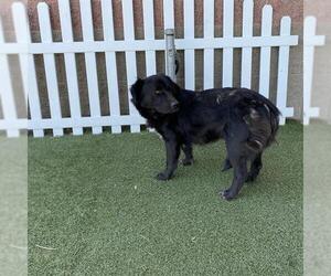 German Shepherd Dog-Unknown Mix Dogs for adoption in Modesto, CA, USA