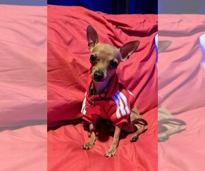 Chihuahua-Unknown Mix Dogs for adoption in Katy, TX, USA