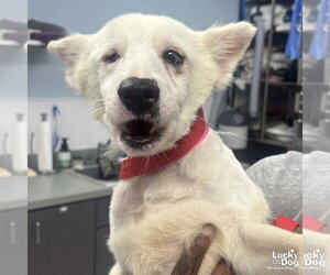 Mutt Dogs for adoption in Washington, DC, USA