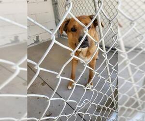 Shepradors Dogs for adoption in Hanford, CA, USA