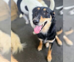 Golden Retriever-Unknown Mix Dogs for adoption in Rockaway, NJ, USA