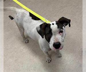 American Pit Bull Terrier Dogs for adoption in Saginaw, MI, USA