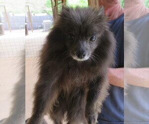 Pomeranian Dogs for adoption in Oakdale, TN, USA