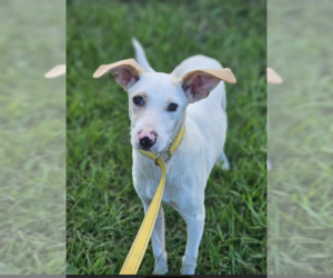 Mutt Dogs for adoption in Cranston, RI, USA