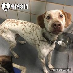 German Shorthaired Pointer Dogs for adoption in San Antonio, TX, USA