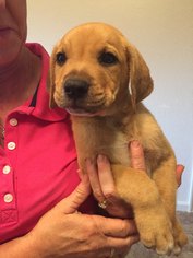 Mastador Dogs for adoption in Newark, DE, USA