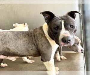 American Pit Bull Terrier Dogs for adoption in San Bernardino, CA, USA