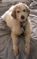 Goldendoodle Dogs for adoption in Bedford, VA, USA