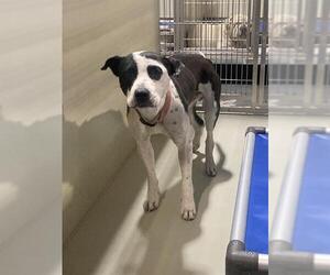 American Pit Bull Terrier Dogs for adoption in Bakersfield, CA, USA