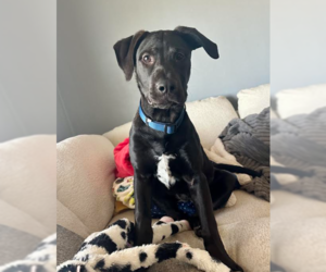 Labrador Retriever-Unknown Mix Dogs for adoption in Brooklyn Center, MN, USA