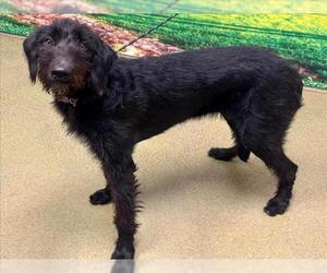 Labradoodle Dogs for adoption in Moreno Valley, CA, USA