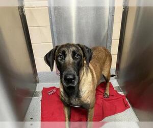 Great Dane-Unknown Mix Dogs for adoption in Orange, CA, USA