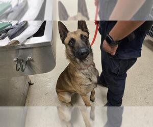 Mutt Dogs for adoption in Riverside, CA, USA