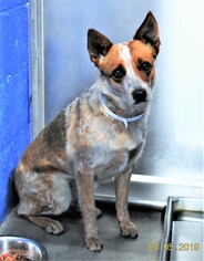 Australian Cattle Dog Dogs for adoption in San Jacinto, CA, USA