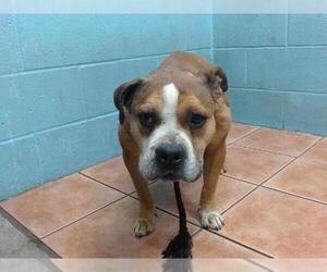Staffordshire Bull Terrier-Unknown Mix Dogs for adoption in Downey, CA, USA