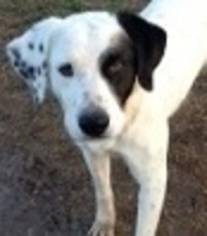 View Ad: Dalmatian-Great Pyrenees Mix Dog for Adoption ...