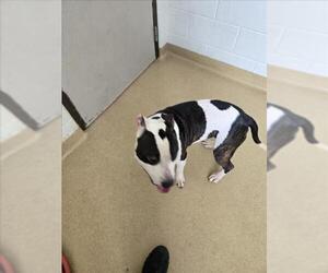 American Pit Bull Terrier Dogs for adoption in Derwood, MD, USA