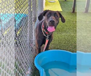 Great Dane Dogs for adoption in Downey, CA, USA