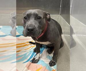 American Staffordshire Terrier Dogs for adoption in Fort Lauderdale, FL, USA