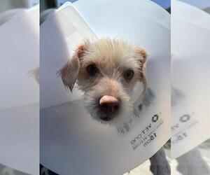 Maltese-Shiba Inu Mix Dogs for adoption in Santa Cruz, CA, USA