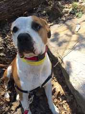 American Bulldog Dogs for adoption in Accident, MD, USA