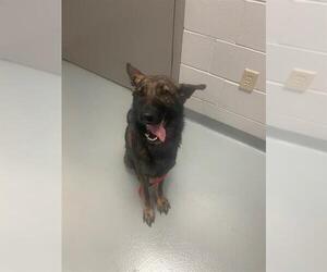German Shepherd Dog Dogs for adoption in St. Cloud, FL, USA