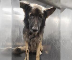 German Shepherd Dog-Unknown Mix Dogs for adoption in San Antonio, TX, USA
