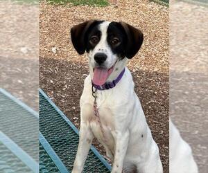 Mutt Dogs for adoption in Waterford, VA, USA