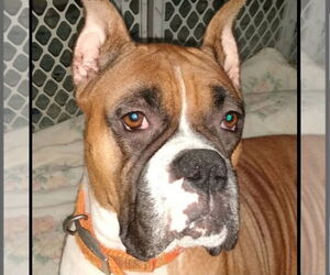 Boxer Dogs for adoption in Woodbury, MN, USA