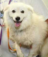 American Eskimo Dog Dogs for adoption in Woodside, NY, USA