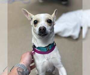 Chihuahua Dogs for adoption in Aurora, CO, USA