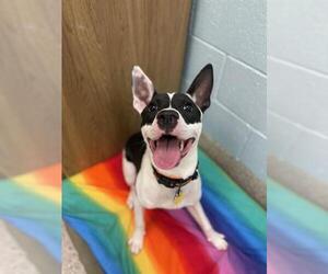 American Pit Bull Terrier-Unknown Mix Dogs for adoption in Brighton, CO, USA
