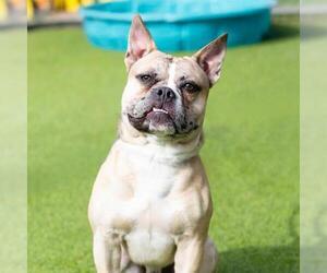 French Bulldog-Unknown Mix Dogs for adoption in Camarillo, CA, USA