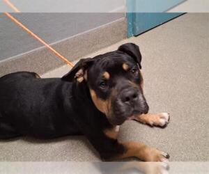 Bulldog-Unknown Mix Dogs for adoption in Las Vegas, NV, USA