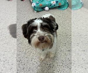 - Mix Dogs for adoption in Brighton, CO, USA