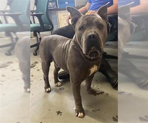 Mutt Dogs for adoption in Camarillo, CA, USA