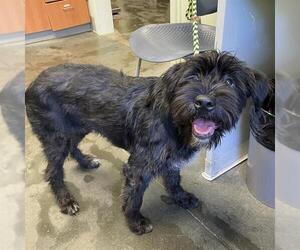 Mutt Dogs for adoption in Santa Cruz, CA, USA
