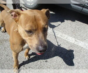 American Staffordshire Terrier Dogs for adoption in Ocala, FL, USA