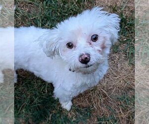 Maltipoo Dogs for adoption in Greensboro, NC, USA