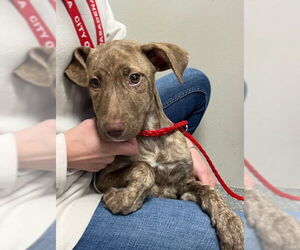 American Pit Bull Terrier-Unknown Mix Dogs for adoption in Pasadena, TX, USA