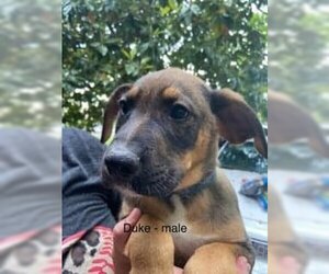 Boxer-German Shepherd Dog Mix Dogs for adoption in toms river, NJ, USA