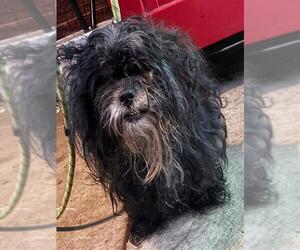 Havanese Dogs for adoption in Forestville, MD, USA