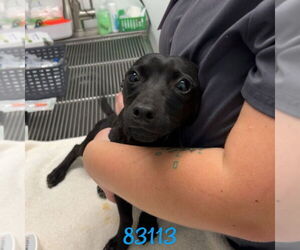 Chihuahua Dogs for adoption in Chico, CA, USA