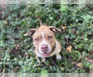 American Pit Bull Terrier Dogs for adoption in Charlotte, NC, USA