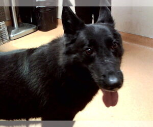 German Shepherd Dog-Unknown Mix Dogs for adoption in Martinez, CA, USA