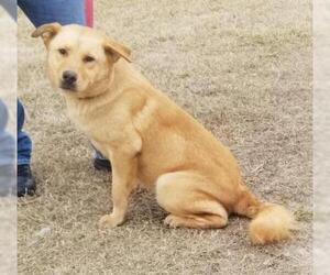 Labrador Retriever-Retriever  Mix Dogs for adoption in Elkton, MD, USA