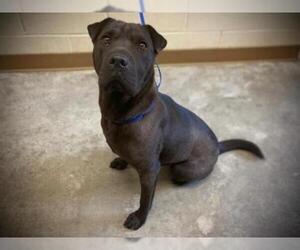 Chinese Shar-Pei Dogs for adoption in Texas City, TX, USA