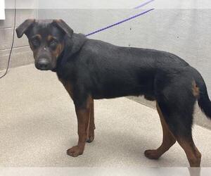 Shepweiller Dogs for adoption in Las Vegas, NV, USA